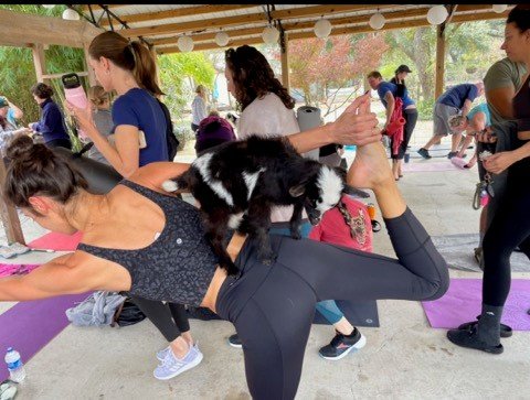 The goats have a tendency to climb on people taking part in the class.
